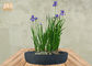 Multi Farblehm-Blumentöpfe Fiberclay-Blumen-Topf-runde Topf-Pflanzer-Garten-Topf-weißes schwarzes Grau