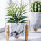 Grüne Farbkaktus-Blumen-Töpfe Homewares-Ziergegenstände Succulents-Blumentopf-Zement-Tabellen-Vasen