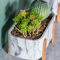Succulents-Blumentopf-Mini Flower Pots Tabletop Flower-Töpfe marmorten Beschaffenheits-Topf-Pflanzer mit Bambusfuß-Zement-Töpfen