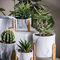 Zement-Blumen-Topf-Mini Succulents Plant Pots Round-Pflanzer-Tischplatten-Pflanzer-Kaktus-Pflanzer