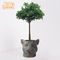 Büro 44.5x42x37.5cm dekorativer Clay Pots For Plants