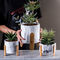 Tabellen-Töpfe Succulents-Blumentöpfe Homewares-Ziergegenstand-Mini Cement Flower Pots Marbled-Beschaffenheits-Pflanzer